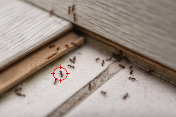 Reliable Morrisville, NY Pest Control Solutions
