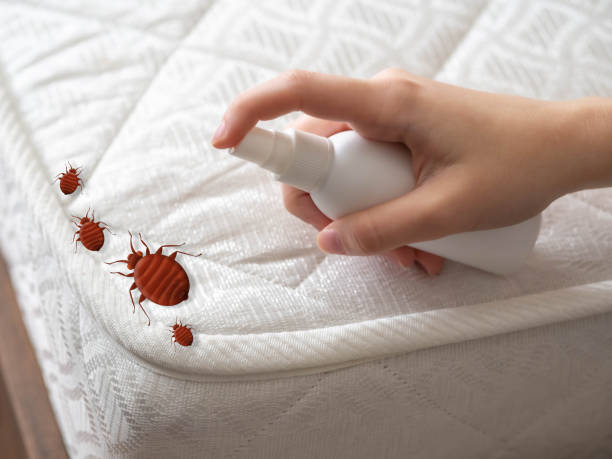 Best Termite Control Services  in Morrisville, NY